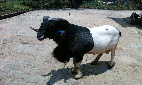 ternak kambing jawa tanpa ngarit
